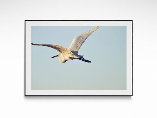 Tropical Heron Flying