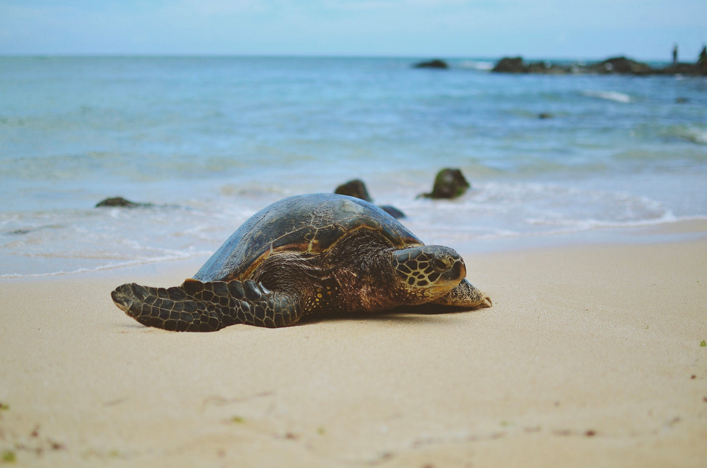 Oahu Island Sea Turtle