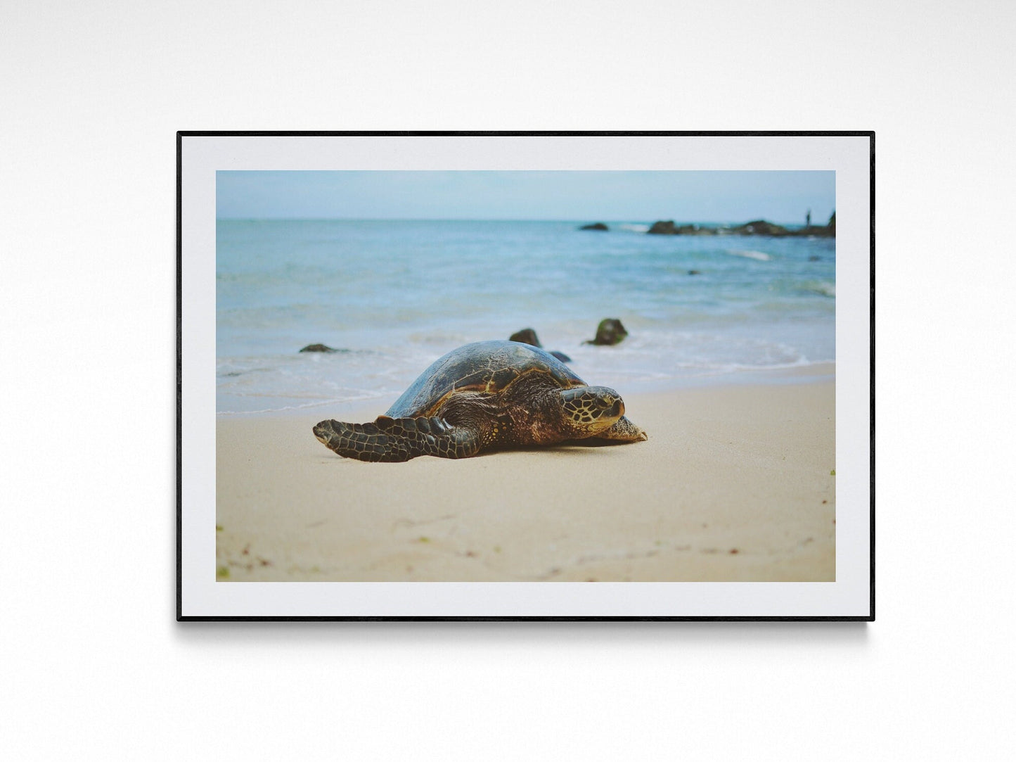 Oahu Island Sea Turtle