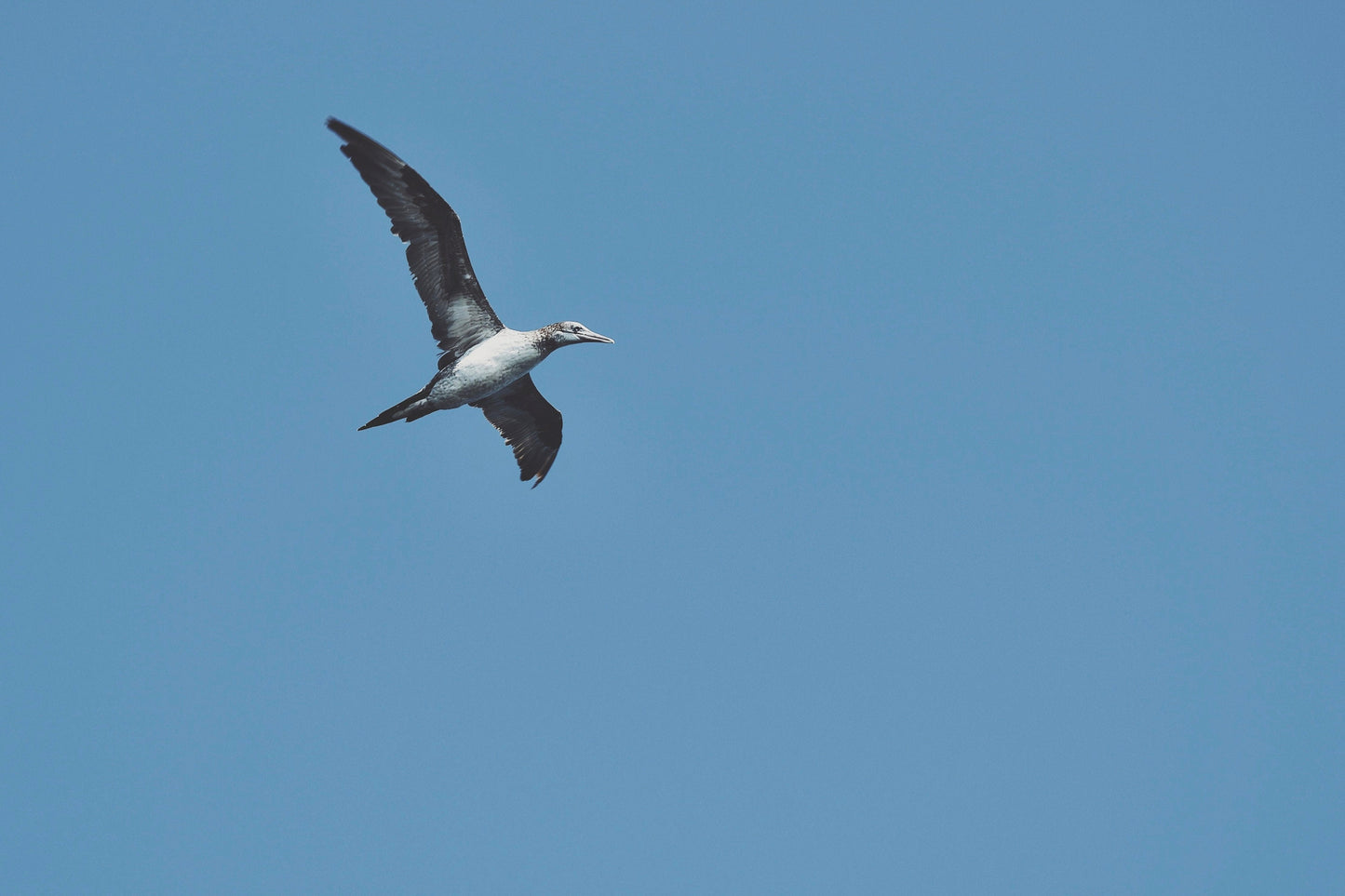 Atlantic Shorebird