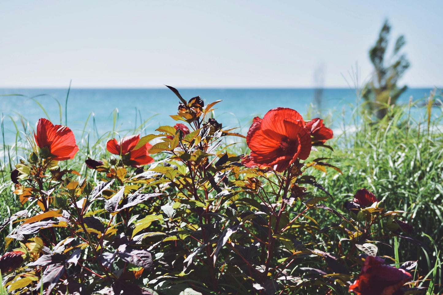 Lakeside Floral Breeze