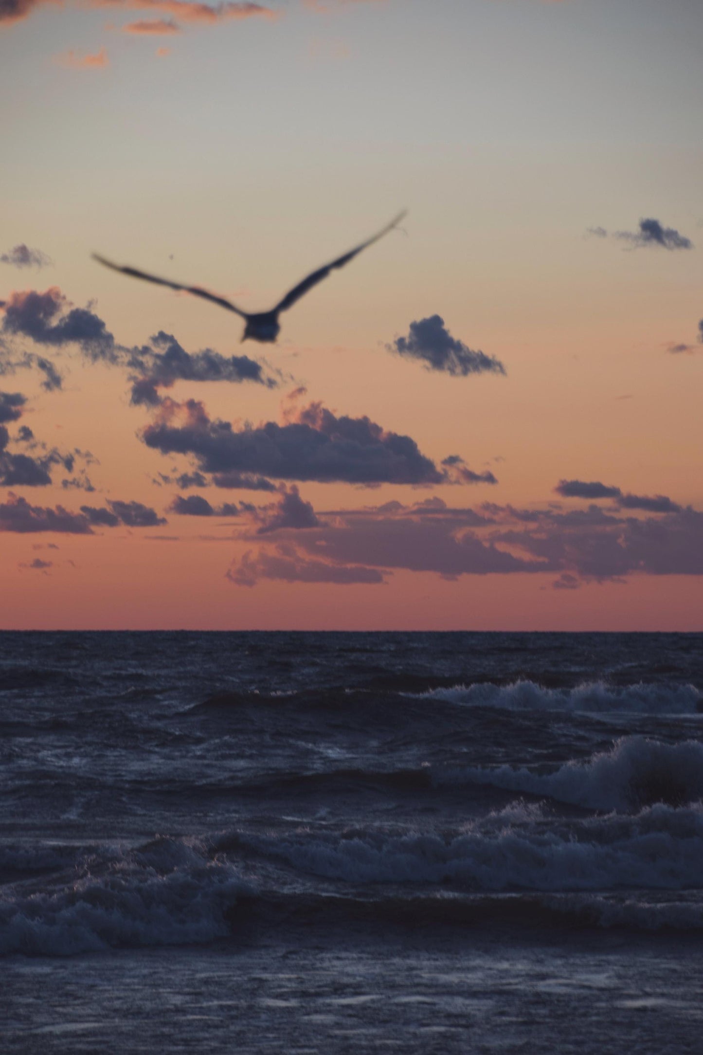 Seagull At Dust